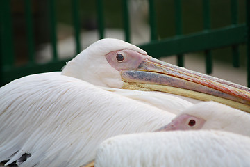 Image showing Pelican