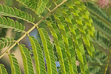 Image showing Albizia leaves