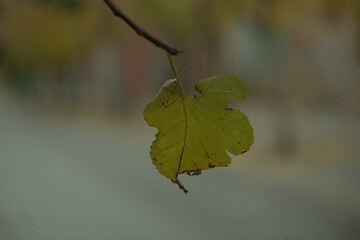 Image showing Single yellow withering leaf on a tree