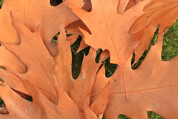 Image showing Oak leaves