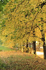 Image showing Autumn came