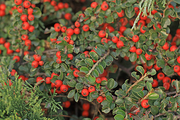 Image showing Green and red