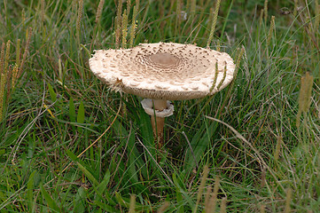 Image showing Parasol mushroom