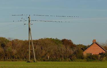 Image showing Birds on power line