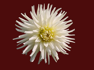 Image showing White aster on a brown background