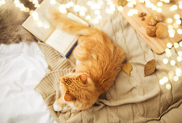 Image showing red tabby cat lying on blanket at home in winter