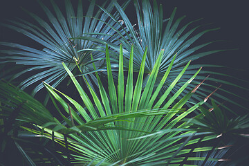 Image showing Beautiful fan palms - Livistona australis