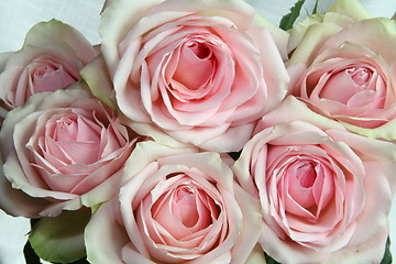 Image showing Roses