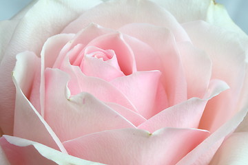 Image showing Rose