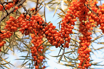 Image showing Sea-bucktorn berries