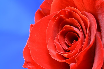 Image showing Red roses