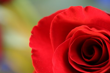 Image showing Red Roses