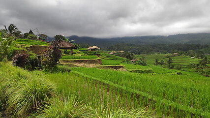 Image showing Jatiluwih rice terrace day in Ubud, Bali