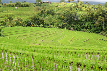 Image showing Jatiluwih rice terrace in Ubud, Bali