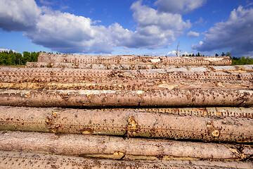 Image showing stack of wood in the forest