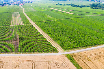 Image showing aerial view vineyard scenery Alsace France