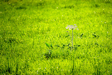 Image showing flower on a green meadow with back light