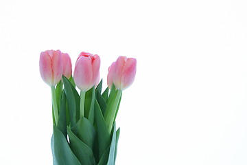 Image showing Tulips