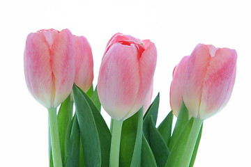 Image showing Tulips