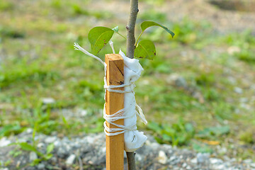 Image showing Garter to a peg of a freshly planted pear sapling