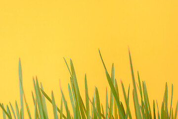 Image showing Green sprouts of a lawn close-up on an orange background
