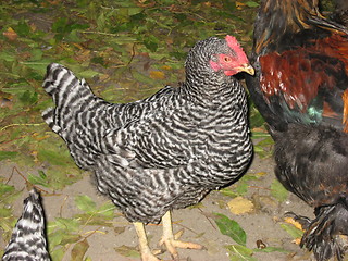 Image showing White and black hen