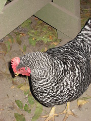 Image showing Free range hen