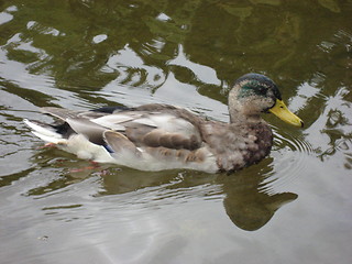 Image showing Duck in a mirror lake