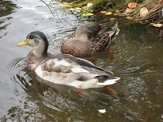 Image showing Ducks in water with leafs