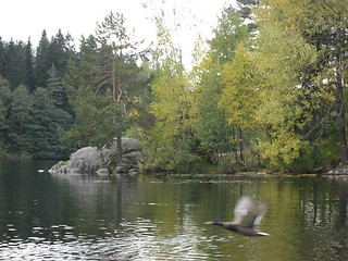 Image showing Duck taking off from a lake