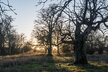 Image showing Sunset by old oak trees