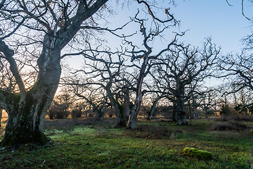 Image showing Beautiful pastureland with old oak trees