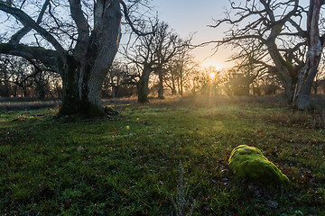 Image showing Sunset by old majestic oak trees