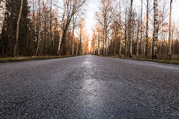 Image showing Low angle image of a birch tree alley