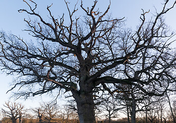 Image showing Big oak tree crown