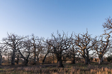 Image showing Landscape with big old oak trees