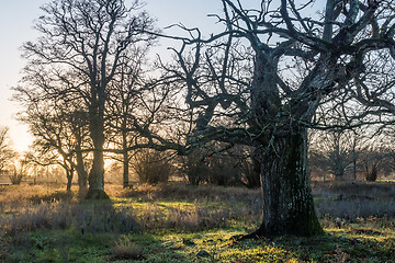 Image showing Mighty old oak tree by sunset