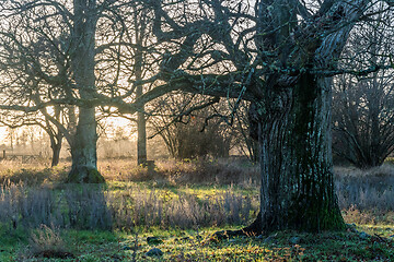 Image showing Sunset in a nature reserve with big oak trees