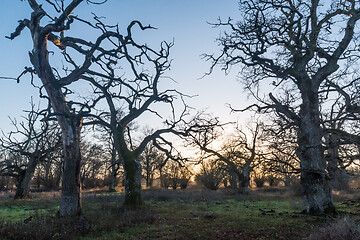 Image showing Beautiful old oak trees