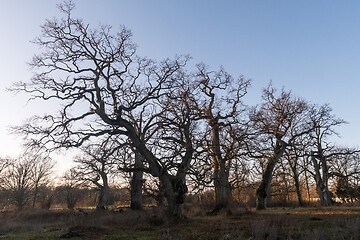 Image showing Old majestic oak trees in fall season