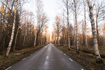 Image showing Birch tree alley by a country asphalt road