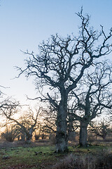 Image showing Big old oak trees in fall season
