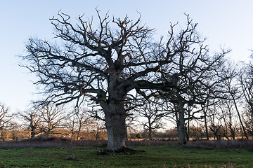 Image showing Wide old oak tree