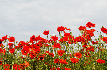 Image showing Many blossom red poppies