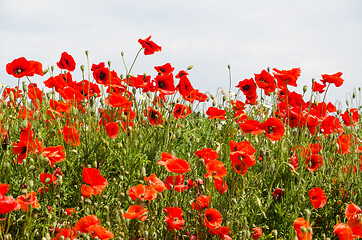 Image showing Group with blossom poppies