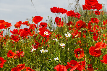 Image showing Red and white summer flowers close up