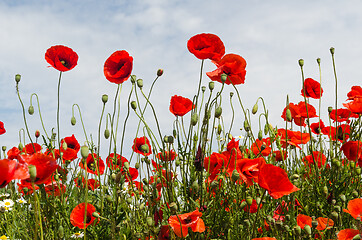 Image showing Blossom poppies in a low perspective