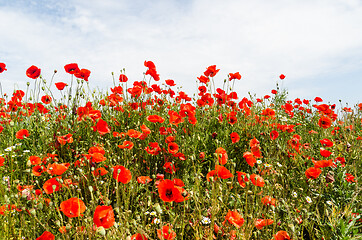 Image showing Summer field with poppy flowers