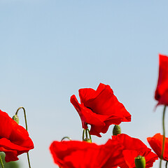 Image showing Beautiful poppy close up