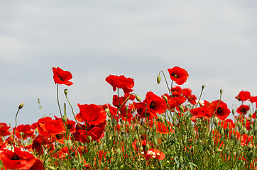 Image showing Lot of blossom beautiful poppies